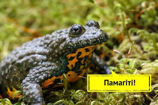 Червонокнижні жаби